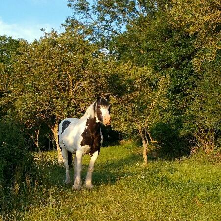 Moonfleat Villa West Quantoxhead Bagian luar foto